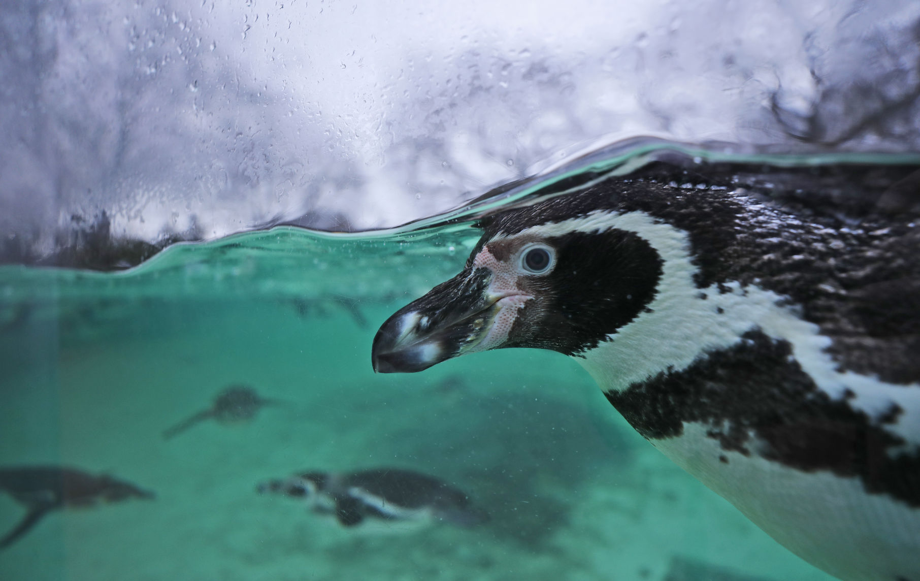 APTOPIX Britain Zoo